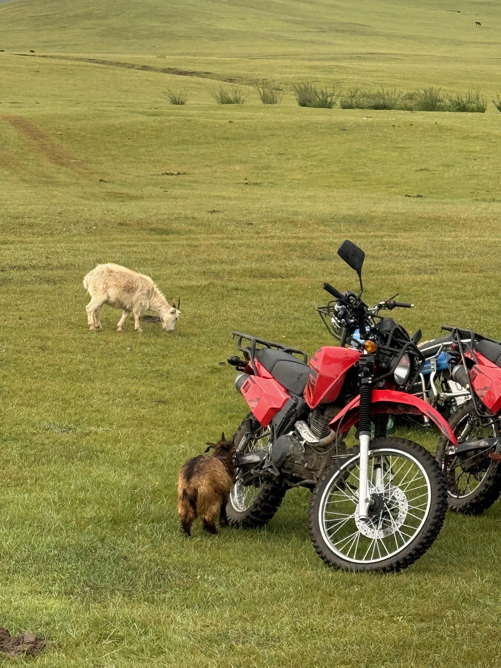 ゲルの前に停めたバイクの匂いを嗅ぎに来た子ヤギ